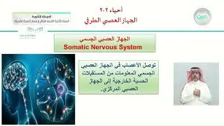 الجهاز العصبي الطرفي - الأحياء (2-2) - المسار العام والصحة والحياة - السنة الثانية