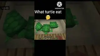 I feed turtle in minecraft