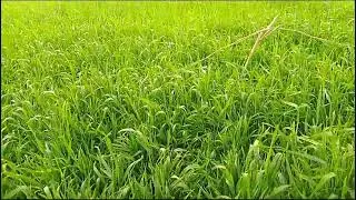 New Wheat variety DBW 377
