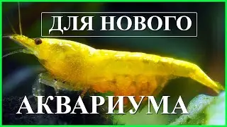 покупки для нового аквариума эхайм субстрат про, акваэль пат мини