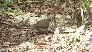 Key West Quail-Dove, Geotrygon chrysia, Cueva de Jabali, Cayo Coco, Cuba, 21 Febr 2017 (1/4)