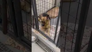 Extremely Anxious Rescue Dogs Learn How to Relax #shorts