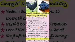 🔥Kadaknath Chicken Farming &ndash; Profitable Business Idea! Earn Big with Low Investment💯🔥