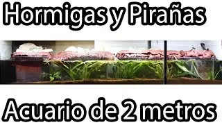 Construccion de Vivario Terrario con 4 islas para Hormigas, Hormiguero Casero en Acuario paso a paso