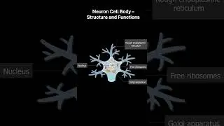 Neuron Cell Body &ndash; Structure and Functions