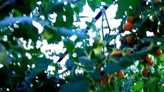 Keutenberg, tomaten in de kas ecotuin Keutenberg
