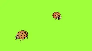 Green Screen. Insects | Ladybugs |  Free Download |  No Copyright |  Stop Motion Animation