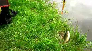 Roach on vintage split cane rod and centrepin