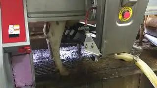 Lely Astronaut A4 robotic cow milker Massachusetts