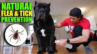 Natural Tick Prevention for Dogs