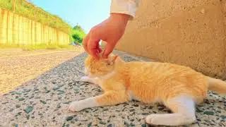 Adorable Pet Moments: Heartwarming and Fun Times with Your Furry Friends