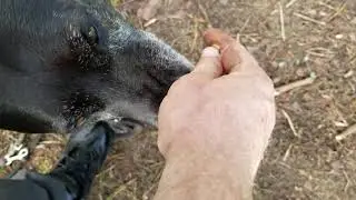 Comforting Your Spooked Dog In The Moment