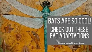 Amazing Bat Adaptations