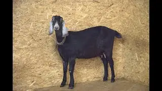 Live reply: You Won&rsquo;t Handle This Cuteness 🥹 Animals at the Greatest Farm in Latvia