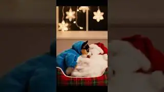 With this Jirpet dryer box we keep sleighing... Wait, DON'T EAT! #jirpet #petdryer 🐶