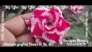 Adenium Plants#Online Sell#Grafted Plants# Matured Plants# Rosey#Single#Arabikam#Thai Verities 