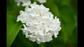 White Lilac in the Garden | Natural Bird Sounds | Spring Ambience | ASMR White Noise