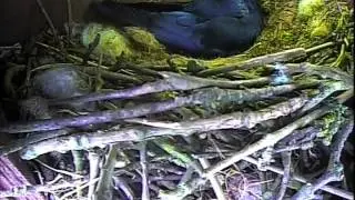 Jackdaw Nest 1st May