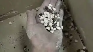 Tamarind seed peeling machine