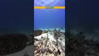 Why I Dive 131 KC series Yellow Jacks and Turtle