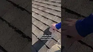 Roof Mini Moss | Seattle ProWash #pressurewashing #guttercleaning