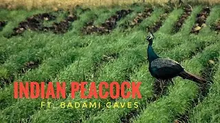 Indian Peacock / Blue Peafowl ft. Badami Caves | FRAME ME - Varad Lad