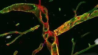 20 December 2025 - Lund University Bioimaging Centre - Christmas Calendar 2025