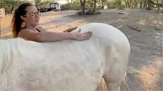 How to Tell Where Your Horse is Feeling Pain
