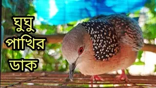 ❤️‍🔥❤️‍🔥ঘুঘু পাখির ডাক/Dove bird calls/gugu pakir dak/ dove trap sounds/পাখির ডাক#bmmedia1