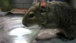 Degus drink