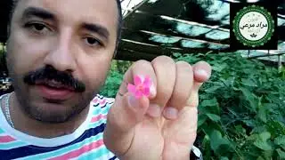 متسلق مزهر لمنزلك لحديقتك طرق تكاثر ورعاية  Antigonon