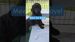 Meet the Boys! #puppy #standardpoodle #texas #showdog #poodle #boy #hero