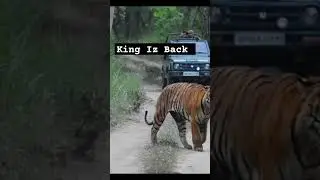 King Iz Back #explore #tiger #junglesafari #trending #viral #wildlifedzone