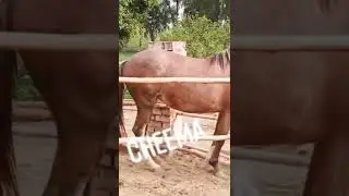 Arabian nw horses 2022