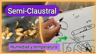 🚩C&oacute;mo criar ODONTOMACHUS. Lo que NECESITAS sobre ODONTO/ GUIA COMPLETA Sobre el manejo de la humedad