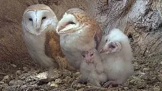 Barn Owl Hatchlings Grow Into Fluffy Owlets 🦉 | Gylfie & Finn | Robert E Fuller