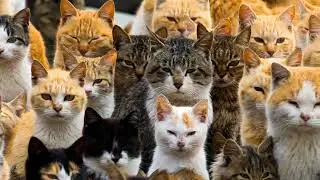 Live streaming of Cats101