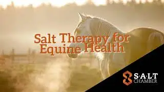 Dry SALT Therapy for #Equine Health - How it Works
