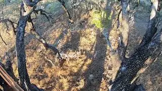 Hot oak tree | Traditional bow hunt | Hang and Hunt
