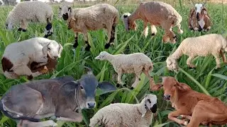 Animals farm | Sheep's Eating Grass | Animals Enjoying a Beautiful Weather | Goat's grazing | Cow's