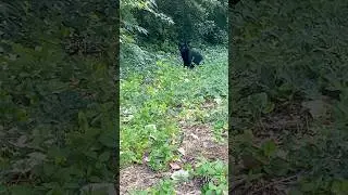 Slim is Stalking Prey Like a Black Panther.