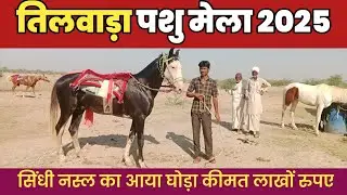 Balotra तिलवाड़ा पशु मेला 2025 सिंधी नल का आया अनोखा घोड़ा जिसकी कीमत लाखों रुपए