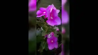 beautiful vinca flowers #viral vedieo ##
