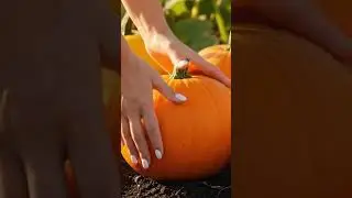 🎃 Pumpkin #pumpkin #cucurbita #vegetables #veggies #veggie #vegetable