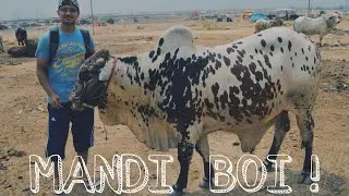 No HARLOPOPO in MANDI 2019 ! Karachi Cow Mandi 2019.
