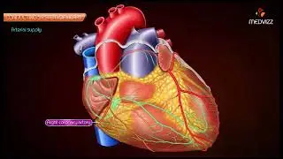 ELECTRICITY MAKES US FUNCTION IS HUMAN BRAIN GENERATING ELECTRICITY HOW HEART BKEEPS BEATING OUTSIDE