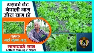 सलाद को साग को खेति l l यसको प्रयोग गर्नाले कोलेस्ट्रोल घटाउछ l l Lettuce Farming in Nepal l l