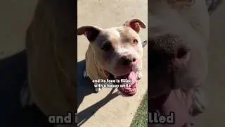 I hope they all have a happy ending 🥺 #shortvideo #shorts #animals #love
