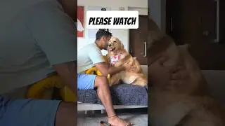 ‼️TRUE STORY ABOUT MY DOG‼️ #doglove #doglover #dogshorts #dogmom #goldenretriever #love #cute