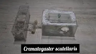 Crematogaster scutellaris | AntOnTop